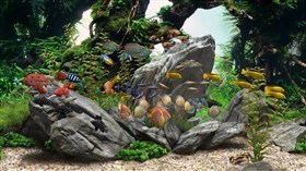 4K Aquarium 6