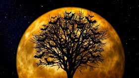 Bat Tree