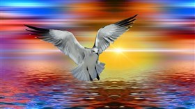 Seagull