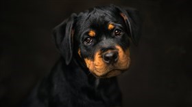 Black Dog