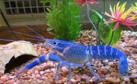 the blue crayfish