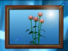 framed roses