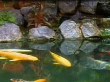 koi pond falls