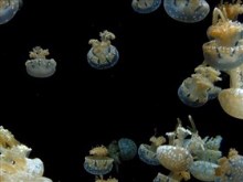 the jelly fish