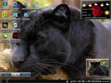 black cat7