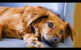Resting dog