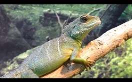 Water Dragon