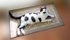 Boy Cat
