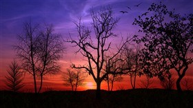 Lovely As A Tree LV