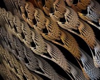Braided Wings