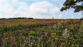 Field Flowers