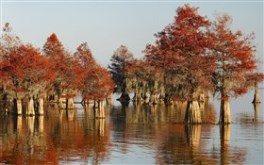 Bald Cypress Forest (Widescreen)