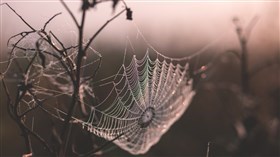 Creepy Spider Web