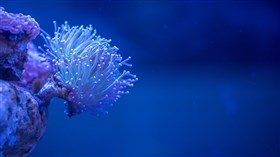 White Ocean Coral